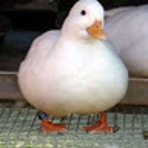 Meet your Posher, Thomas-gabriel